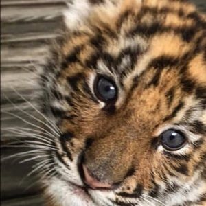 Meet your Posher, Bailey